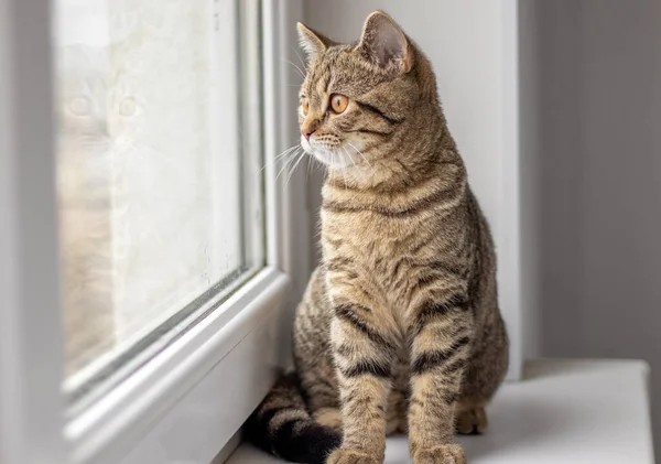 Tabby Cat Window Sill Girl Owner Arms Hand Shoulder Little — Fotografia de Stock
