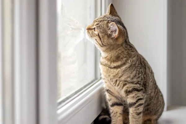 Pencerenin pervazında tekir kedi ya da kız sahibi kolları omuzlarında küçük kız hayvanlara sarılıyor. Veteriner veteriner kliniğinde boynunda steteskop olan korkmuş kedi.