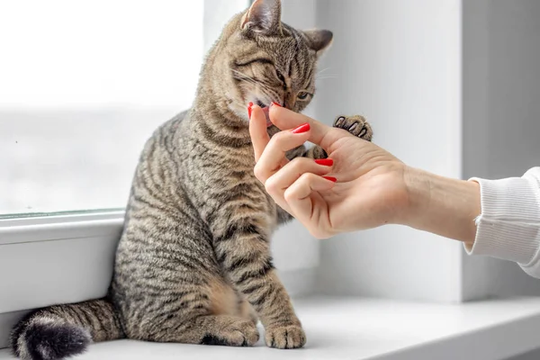 Pencerenin pervazında tekir kedi ya da kız sahibi kolları omuzlarında küçük kız hayvanlara sarılıyor. Veteriner veteriner kliniğinde boynunda steteskop olan korkmuş kedi.