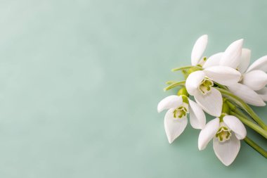 Bir ya da bir buket kartanesi tekila bardağında izole edilmiş desen. İlkbaharı taklit et. Uluslararası kadınlar günü ilk orman çiçeği.