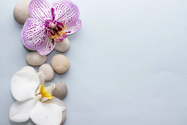 spa wellness concept.pebbles rocks in pyramid sea salt and orchid flower isolated on gray paper background.sea salt as wave