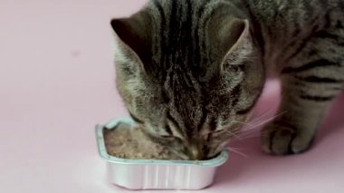 tabby cat eating wet food from foil aluminium container isolated on pink background from woman owner girl handbirthday candle, glass with rose wine adorable female cat licking muzzle lips tongue out 