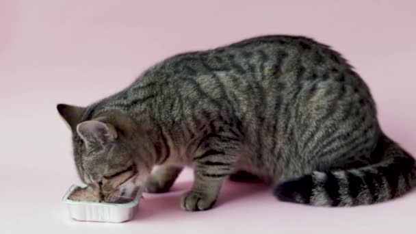 Tabby Cat Eating Wet Food Foil Aluminium Container Isolated Pink — Vídeo de Stock