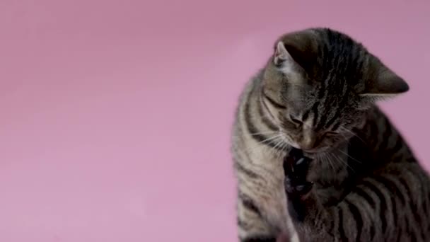 Adorable Tabby Cat Playing Rubber Bands Money Owner Woman Girl — Stock Video