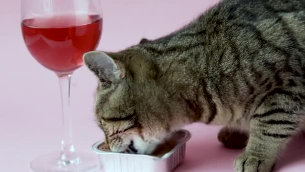 Tabby Cat Eating Wet Food Foil Aluminium Container Isolated Pink — 图库视频影像