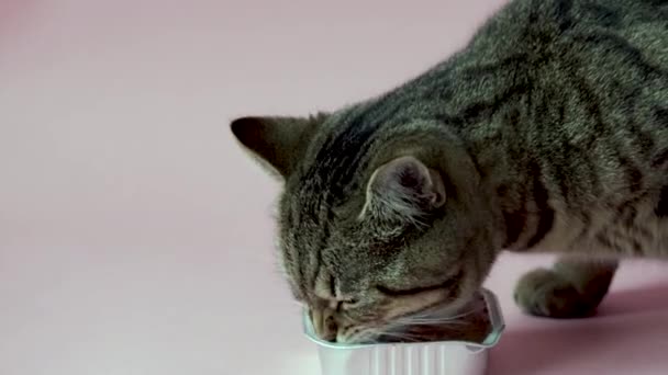 Tabby Cat Eating Wet Food Foil Aluminium Container Isolated Pink — Video