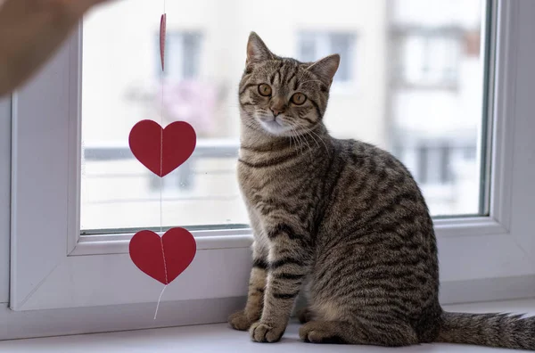 tabby cat playing with red paper heart garland sitting on window sill.cat with heart shape on fur playful face pussycat portrait celebrate love Valentine day home decoration domestic pet brown