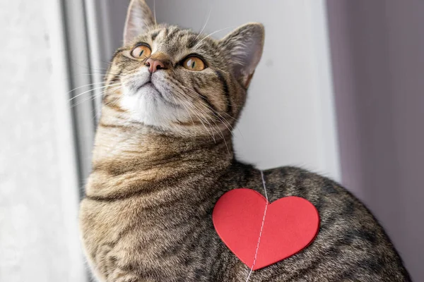 tabby cat playing with red paper heart garland sitting on window sill.cat with heart shape on fur playful face pussycat portrait celebrate love Valentine day home decoration domestic pet brown