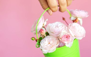 Kadınların elindeki küçük sevimli gül buketi çiçekleri ya da pembe renkli kovayla izole edilmiş pembe uzay fotokopisi yapıştırıcısı. İlkbahar reklamları için.