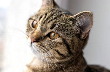 Tabloyu kapat kedicik. Pencere pervazında oturan kedicik. Dışarıdan meraklı görünüyor. Kedicik, kedi, göz çizgileri, kahverengi gri.