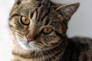 Tabloyu kapat kedicik. Pencere pervazında oturan kedicik. Dışarıdan meraklı görünüyor. Kedicik, kedi, göz çizgileri, kahverengi gri.