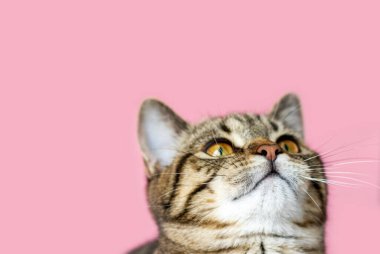 portrait adorable beautiful cute tabby cat kitty isolated on pink background paper hearts valentine love day