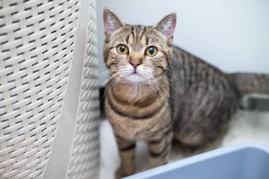 Tuvaletteki tekir kedi yanında silis jel kristalleri ya da duş perdesinin yanında. Kitty dinleniyor, kedi kumu yaptıktan sonra halıya uzanıyor. Evcil hayvan sevgisi ve bakım portresi.