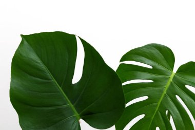 Monstera yaprağı boş sayfa ile duvar evi çiçek dekoru. Kopya yapıştırıcı şablon oluşturur. Monstera yeşil yaprakları harfler için minimalist tropik arkaplan