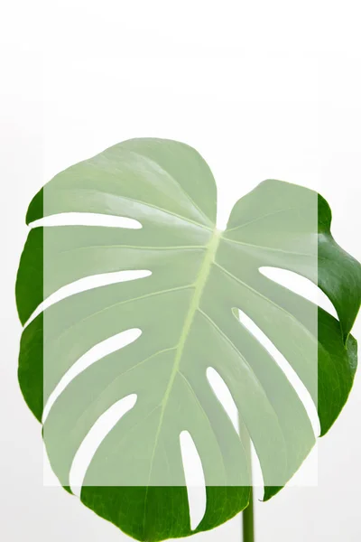 Monstera yaprağı boş sayfa ile duvar evi çiçek dekoru. Kopya yapıştırıcı şablon oluşturur. Monstera yeşil yaprakları harfler için minimalist tropik arkaplan