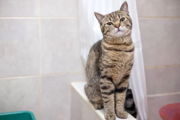 tabby cat in bathroom next to litter with silica gel crystals or beside shower curtain.kitty is resting, relax on carpet after she did in cat litter.domestic pet love and care portrait
