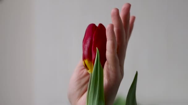 Delikatna Kobieta Tulipany Kwiaty Uśmiech Pieści Ręce Brzuch Brzuch Brzuch — Wideo stockowe