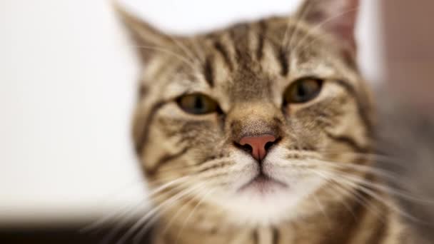 Portret Adorabil Frumos Pisica Pisica Pisoi Femeie Animal Companie Domestică — Videoclip de stoc