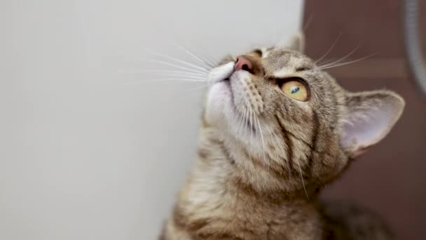 Portrait Adorable Beautiful Tabby Cat Kitty Female Domestic Pet Sitting — Stock Video