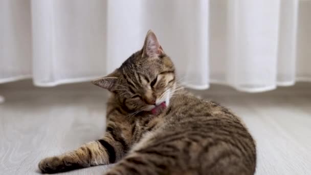 Tabby Häusliche Kitty Putztier Fell Mit Zunge Auf Dem Boden — Stockvideo