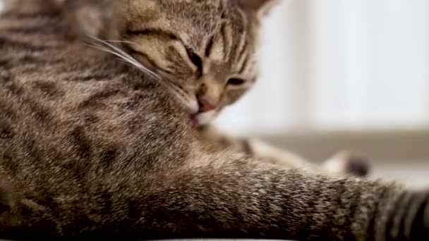 Tabbyドメスティック子猫ペットクリーニング毛皮と舌がカーテンの横に床に横たわっています 自分の体をグルーミングするために足を使用して愛らしい女性哺乳類 高品質スローモーション4Kビデオ — ストック動画