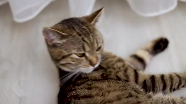 Tabby Inhemska Kitty Sällskapsdjur Rengöring Päls Med Tunga Ligger Golvet — Stockvideo