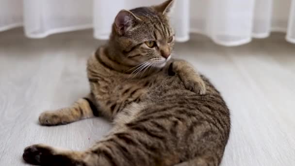 Tabby Häusliche Kitty Putztier Fell Mit Zunge Auf Dem Boden — Stockvideo