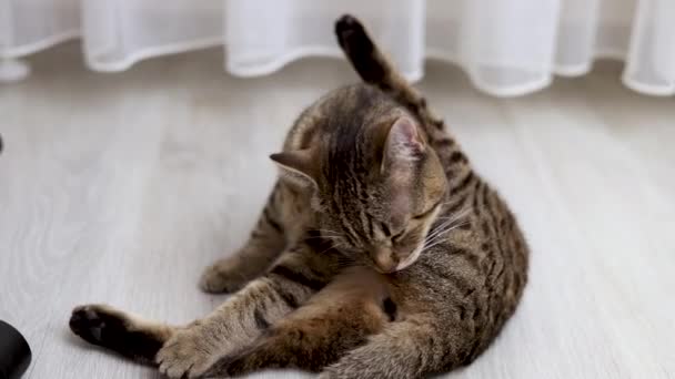 Tabby Domestico Gattino Animale Domestico Pulizia Pelliccia Con Lingua Sdraiato — Video Stock