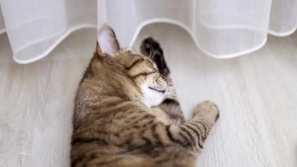 ยงล กแมวในบ านท าความสะอาดขนด วยล นนอนอย บนพ างผ ยงล วยนมเพศเม — วีดีโอสต็อก