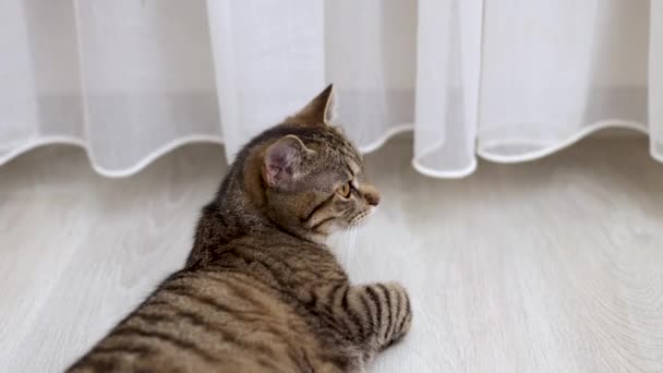 Tabby Domestic Kitty Pet Cleaning Fur Tongue Lying Floor Curtains — Stock Video