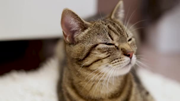 Portrait Adorable Beautiful Tabby Cat Kitty Female Domestic Pet Sitting — Stock Video