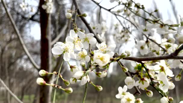 春の桜青空に対する花 木の枝に小さな花春が来る東の休日暖かい気候遅い動き4K — ストック動画