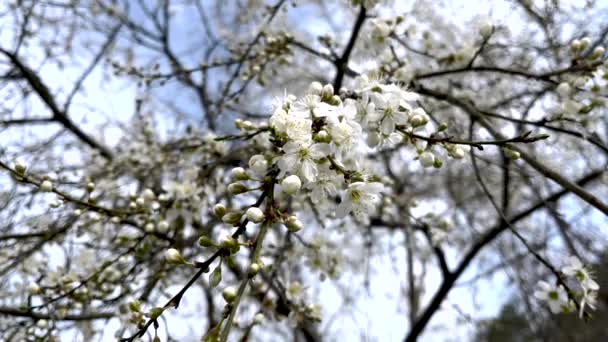 Vår Blomma Körsbär Träd Blommor Mot Den Blå Himlen Små — Stockvideo