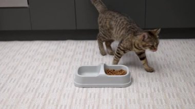 Aç tekir kedi yavrusu kaseden kuru yiyecekler yiyor. Katı ve su için bölümleri var. Kedi yavrusu farklı açılardan çekilmiş. Halıda yemek yiyor. Parçacıkları çanaktan dışarı sürüklüyor.
