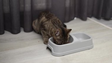 Aç tekir kedi yavrusu kaseden kuru yiyecekler yiyor. Katı ve su için bölümleri var. Kedi yavrusu farklı açılardan çekilmiş. Halıda yemek yiyor. Parçacıkları çanaktan dışarı sürüklüyor.