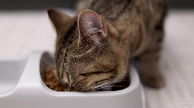 Aç tekir kedi yavrusu kaseden kuru yiyecekler yiyor. Katı ve su için bölümleri var. Kedi yavrusu farklı açılardan çekilmiş. Halıda yemek yiyor. Parçacıkları çanaktan dışarı sürüklüyor.
