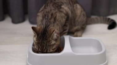 Aç tekir kedi yavrusu kaseden kuru yiyecekler yiyor. Katı ve su için bölümleri var. Kedi yavrusu farklı açılardan çekilmiş. Halıda yemek yiyor. Parçacıkları çanaktan dışarı sürüklüyor.