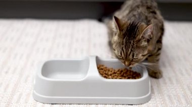 Aç tekir kedi yavrusu kaseden kuru yiyecekler yiyor. Katı ve su için bölümleri var. Kedi yavrusu farklı açılardan çekilmiş. Halıda yemek yiyor. Parçacıkları çanaktan dışarı sürüklüyor.