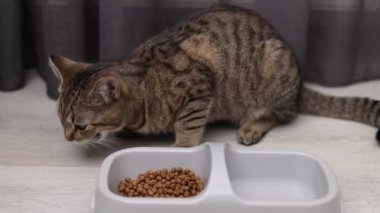 Aç tekir kedi yavrusu kaseden kuru yiyecekler yiyor. Katı ve su için bölümleri var. Kedi yavrusu farklı açılardan çekilmiş. Halıda yemek yiyor. Parçacıkları çanaktan dışarı sürüklüyor.