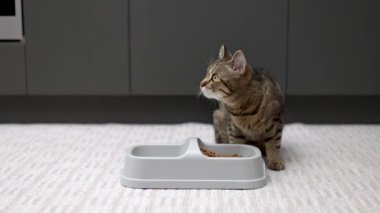 Aç tekir kedi yavrusu kaseden kuru yiyecekler yiyor. Katı ve su için bölümleri var. Kedi yavrusu farklı açılardan çekilmiş. Halıda yemek yiyor. Parçacıkları çanaktan dışarı sürüklüyor.