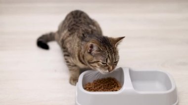 Aç tekir kedi yavrusu kaseden kuru yiyecekler yiyor. Katı ve su için bölümleri var. Kedi yavrusu farklı açılardan çekilmiş. Halıda yemek yiyor. Parçacıkları çanaktan dışarı sürüklüyor.