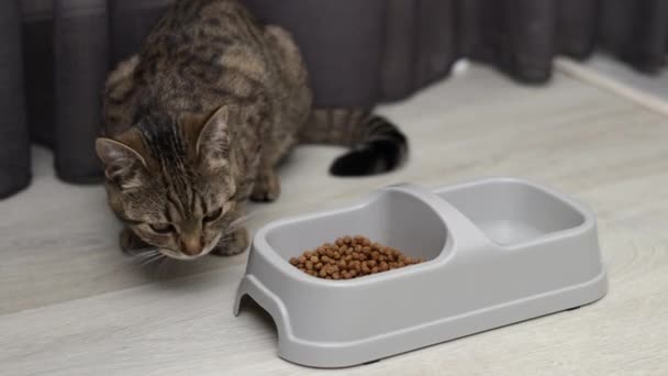 Hungrige Gestromte Katzenkätzchen Fressen Trockenfutter Aus Schüssel Mit Abschnitt Für — Stockvideo