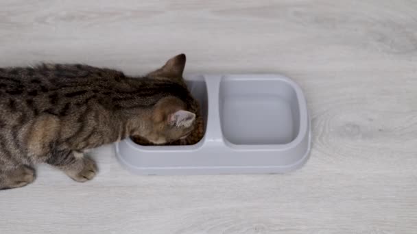 Hungrige Gestromte Katzenkätzchen Fressen Trockenfutter Aus Schüssel Mit Abschnitt Für — Stockvideo