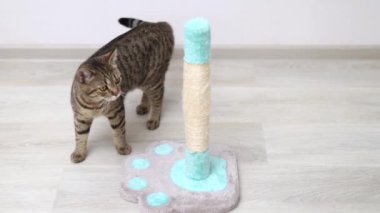 Tırnaklar için tırmalama kulesi ağacı kullanan tekir kedi. Ev mutfağının iç kaplaması. Farklı açılardan çekilmiş gri halı 45 'liği.