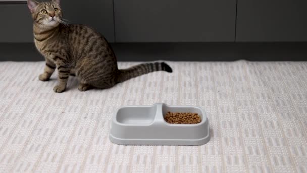 饥饿的胖胖的猫用碗吃干粮 碗里装的是固体和水 小猫从不同的角度拍成电影 在地板上吃饭 地毯上拖着粒子从碗里出来 — 图库视频影像