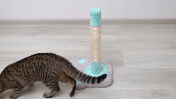 Tabby Γάτα Χρησιμοποιώντας Ξύσιμο Πύργο Δέντρο Για Nails Home Κουζίνα — Αρχείο Βίντεο