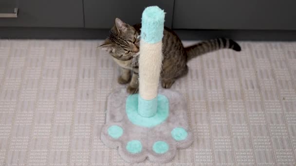 Gato Tabby Usando Arañar Árbol Torre Para Nails Home Cocina — Vídeo de stock