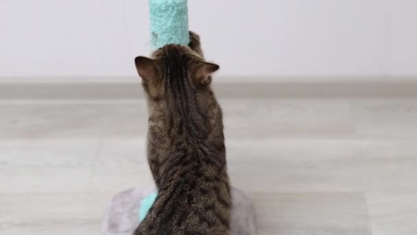 Tabby Kot Pomocą Drzewa Drapanie Wieży Dla Nails Home Kuchnia — Wideo stockowe