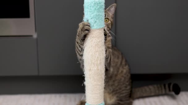 Tabby Cat Using Scratching Tower Tree Nails Home Kuchyně Interiér — Stock video
