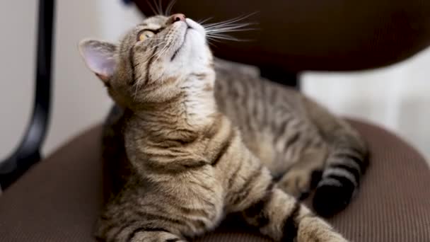 Tabby Katt Husdjur Kitty Sitter Kontoret Vridbar Arbetsstol Med Armstöd — Stockvideo